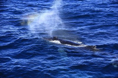 View of whale swimming in sea