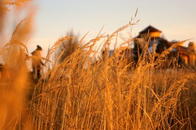 Close-up of wheat field against sky