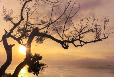 Silhouette tree by sea against sky during sunset