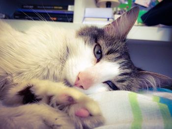 Close-up portrait of cat