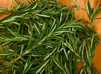 High angle view of fresh green plants