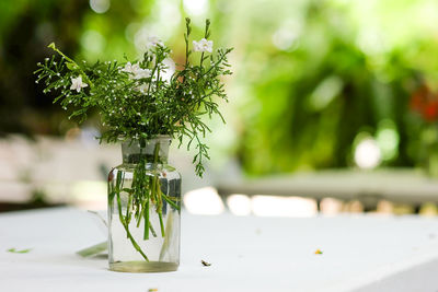 Close-up of potted plant on table