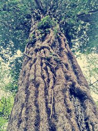 Low angle view of tree trunk in forest