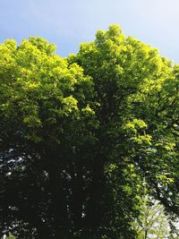 Low angle view of trees in forest against sky