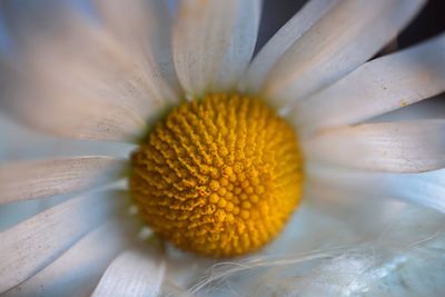 Full frame shot of flower pollen