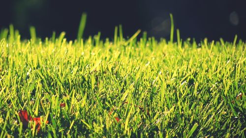 Close-up of wheat field