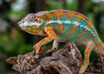 Close-up of lizard