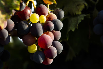 Close-up of grapes hanging