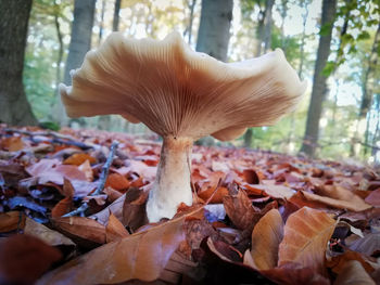 Close-up of mushroom growing in forest