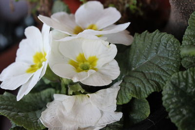 Close-up of white flowering plants