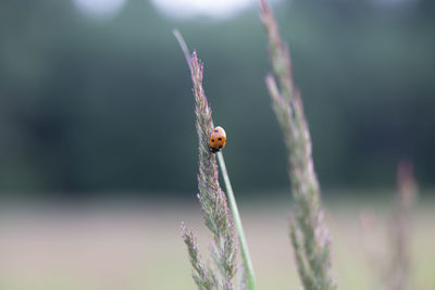 Nature's delicate guardian. red ladybug amongst meadow grass in northern europe