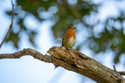 Low angle view of bird perching on branch