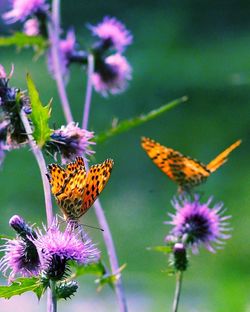 Close-up of butterfly pollinating flower