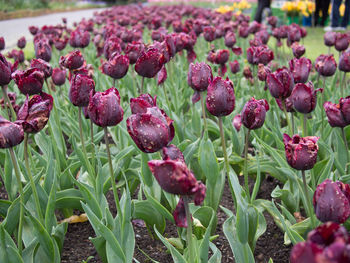 Close-up of pink flowers blooming in field