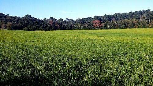 Scenic view of grassy field