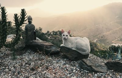 Portrait of sheep sitting on rock against sky