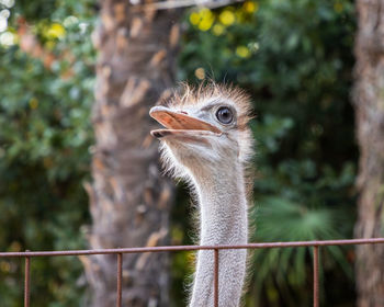 Close-up of a bird against blurred background