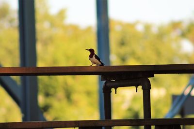 Close-up of bird perching outdoors