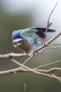 Close-up of bird perching on branch