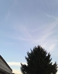 Low angle view of tree against blue sky