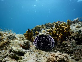 Close-up of coral in sea