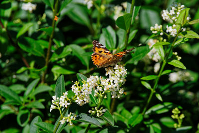 Close-up of butterfly pollinating on flower of privet hedge