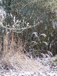 Close-up of tree branches during winter