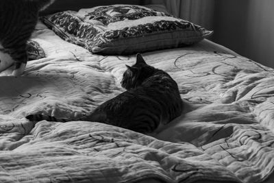 View of a cat lying on bed