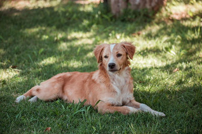 Dog sitting on grass