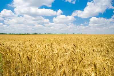 Golden wheat field ready for harvest with blue sky