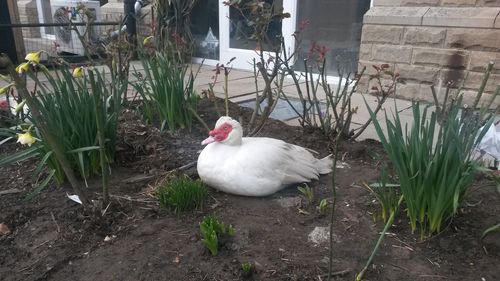 Birds on grass