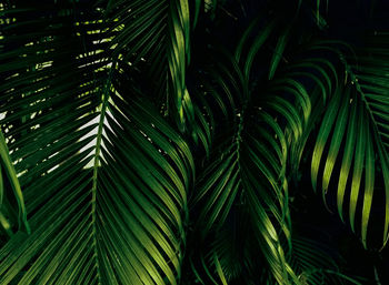 Close-up of palm leaves