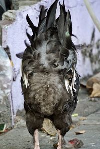 Close-up of bird