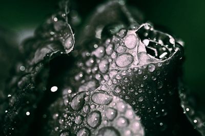 Close-up of water drops on leaf