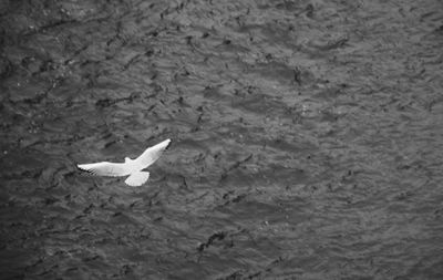 Close-up of birds