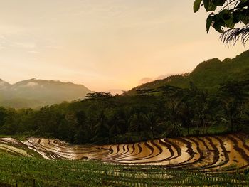 Scenic view of agricultural field against sky during sunset