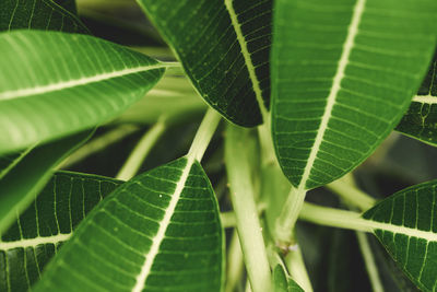 Close-up of green leaves