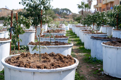 Potted plants