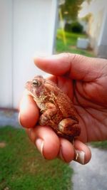 Close-up of hand holding bird