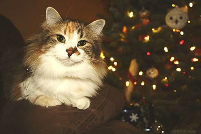 Close-up of cat by christmas tree at home