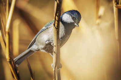 Close-up of a bird