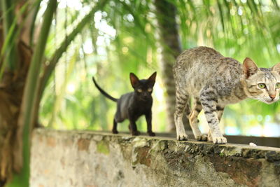 Cats in a forest