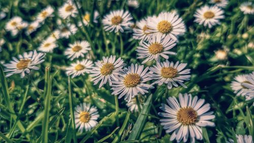 High angle view of flowering plants on field