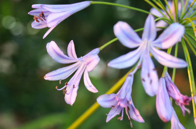 Close-up of purple crocus blooming outdoors