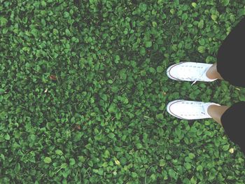 Low section of woman standing on plants