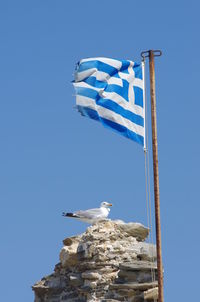 Low angle view of bird flying against clear blue sky