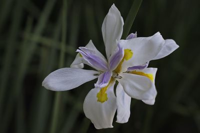 Close-up of white flowers blooming outdoors