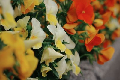 Close-up of yellow flowering plant