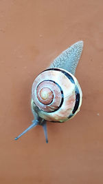 Close-up high angle view of snail