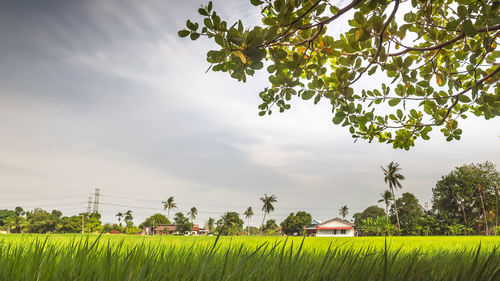 Scenic view of agricultural field against sky